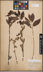 Foto von Salix discolor Muhl. x Salix humilis Marshall